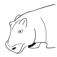 Hip Hippopotamus