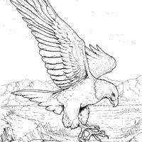 eagle catching fish drawing