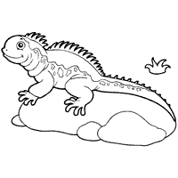 Jub-Jub the Iguana