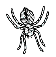 spider » coloring pages » surfnetkids