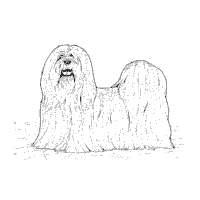 Lhasa Apso