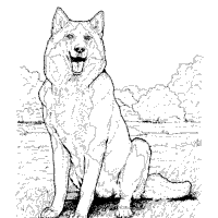 Malamute