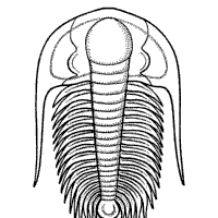 Fossil Coloring Pages 6