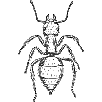 Bug » Coloring Pages » Surfnetkids