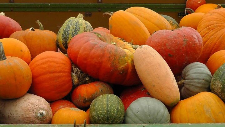 Bottle Cap Pumpkin  Magnet