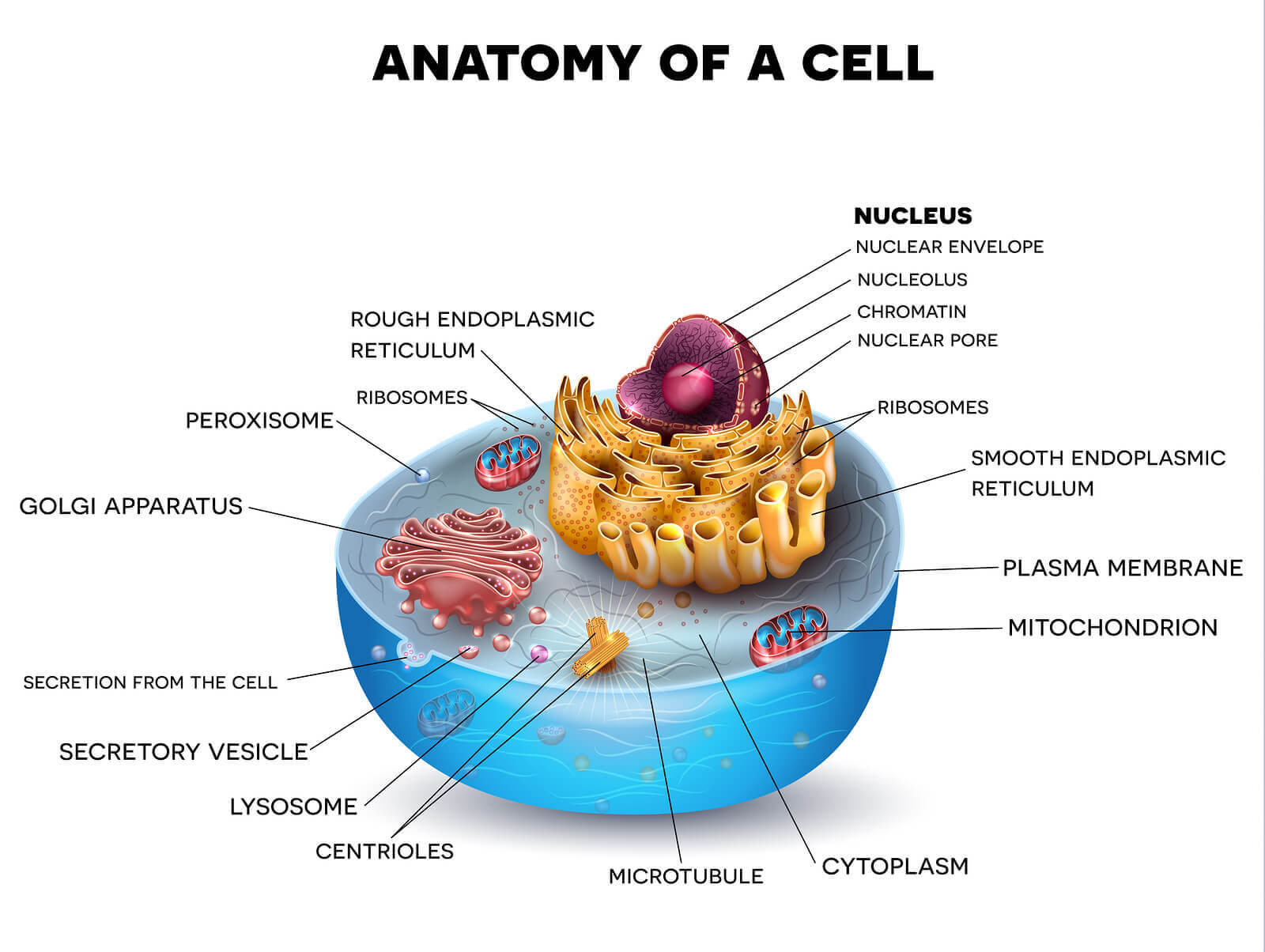 Cell Biology » Resources » Surfnetkids