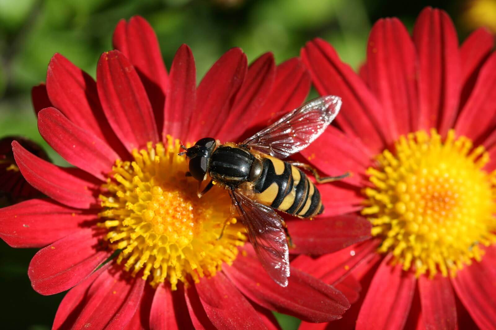 honey-bees-resources-surfnetkids